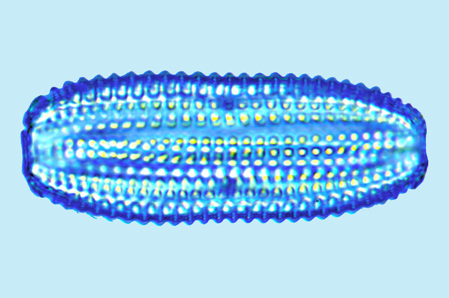 Amphora Amphora crassa